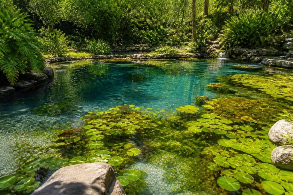 Ajout de plantes aquatiques dans une piscine naturelle