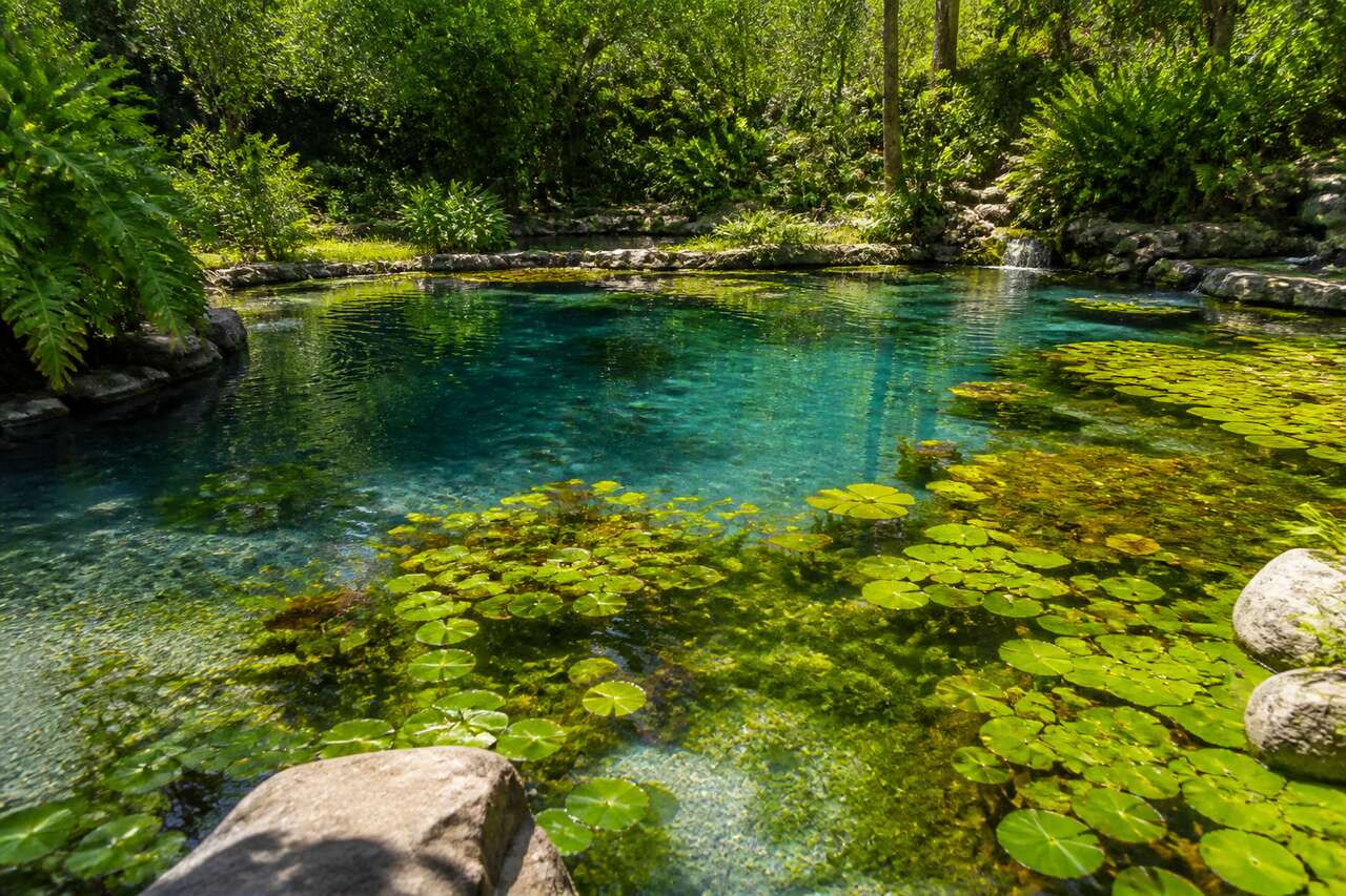 Ajout de plantes aquatiques dans une piscine naturelle