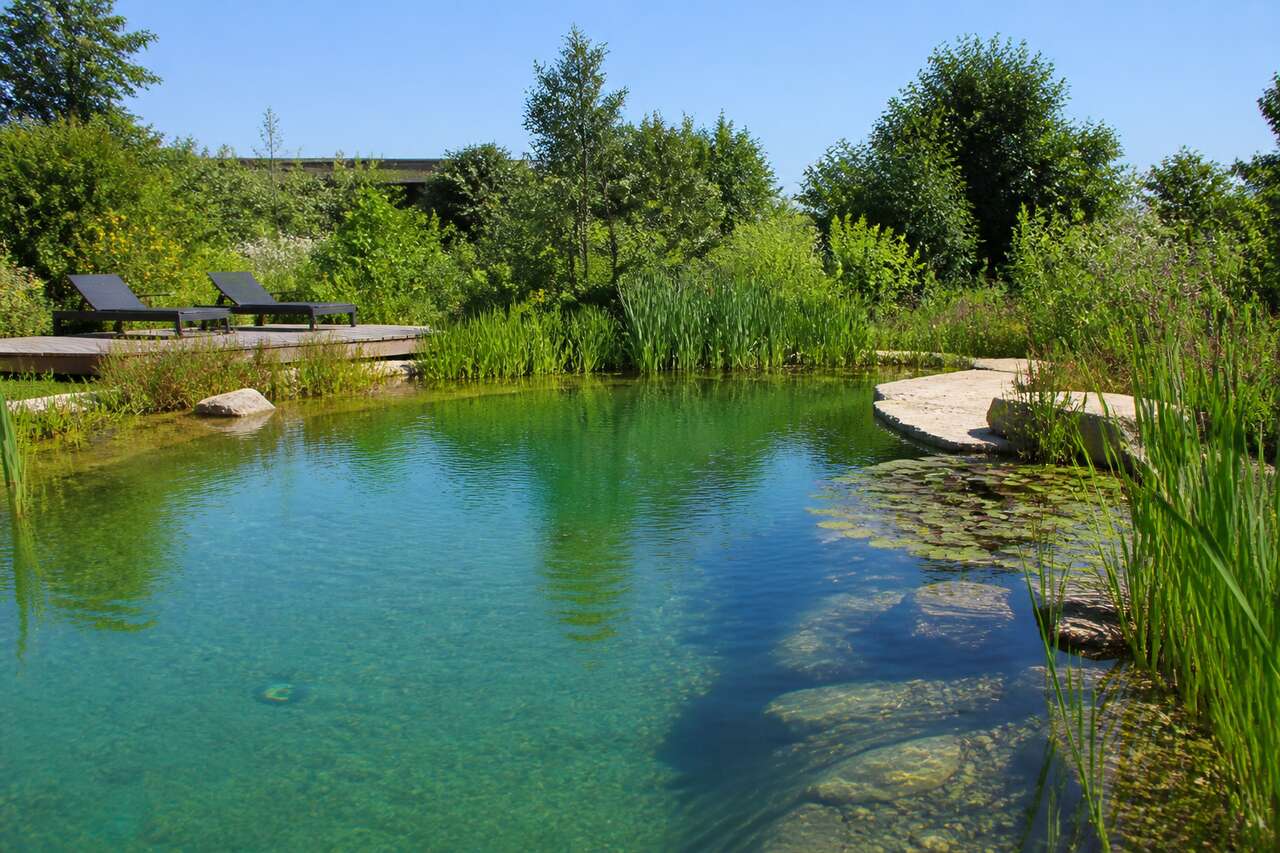 Les bienfaits des plantes aquatiques dans une piscine naturelle